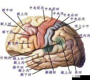 一根棉签怎么 C 哭自己：探究其背后的原因和心理机制